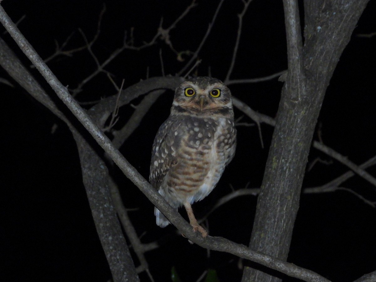 Burrowing Owl - ML643406901