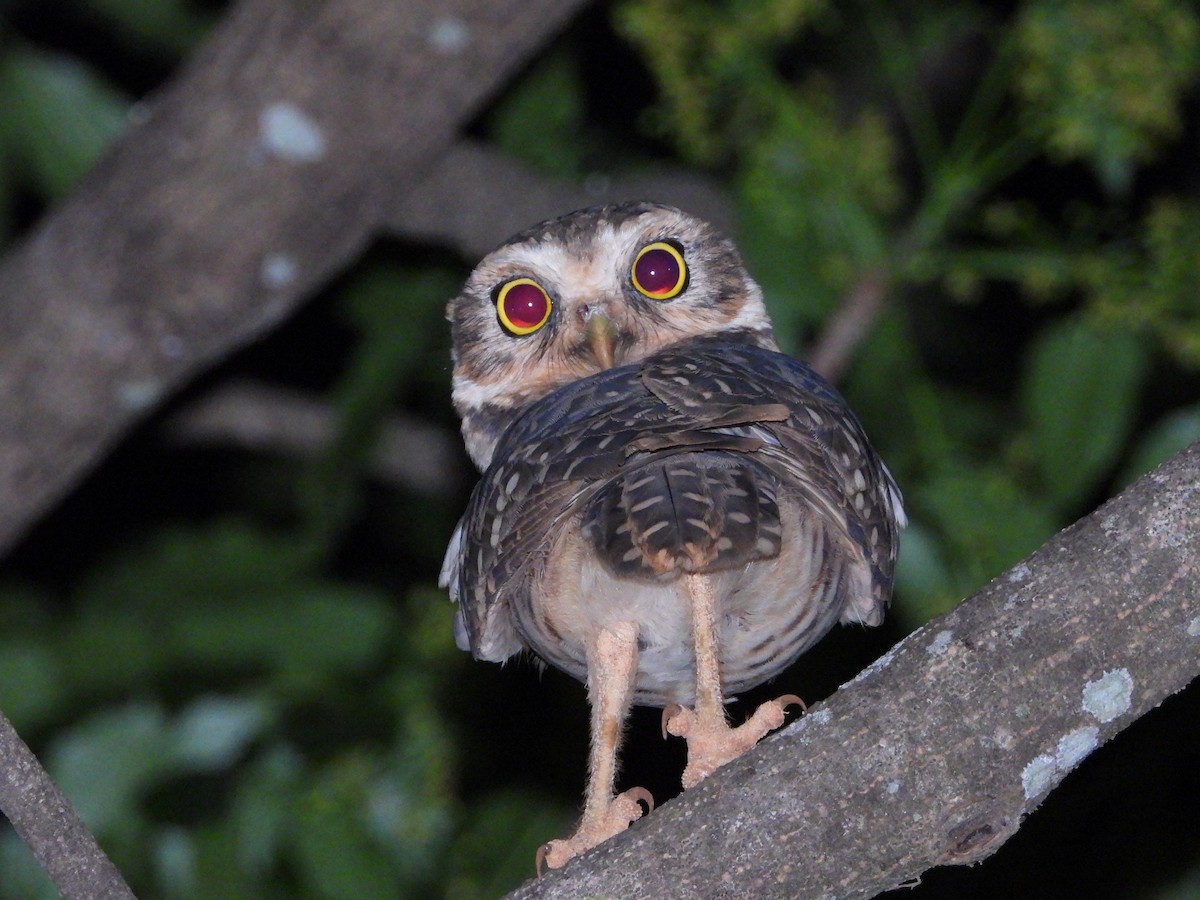 Burrowing Owl - ML643406909