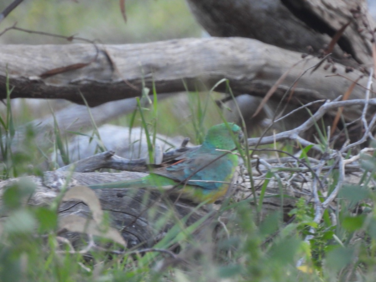 Red-rumped Parrot - ML643406913