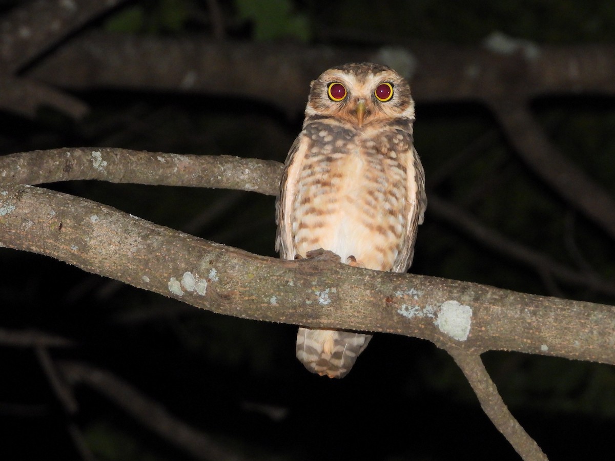Burrowing Owl - ML643406915