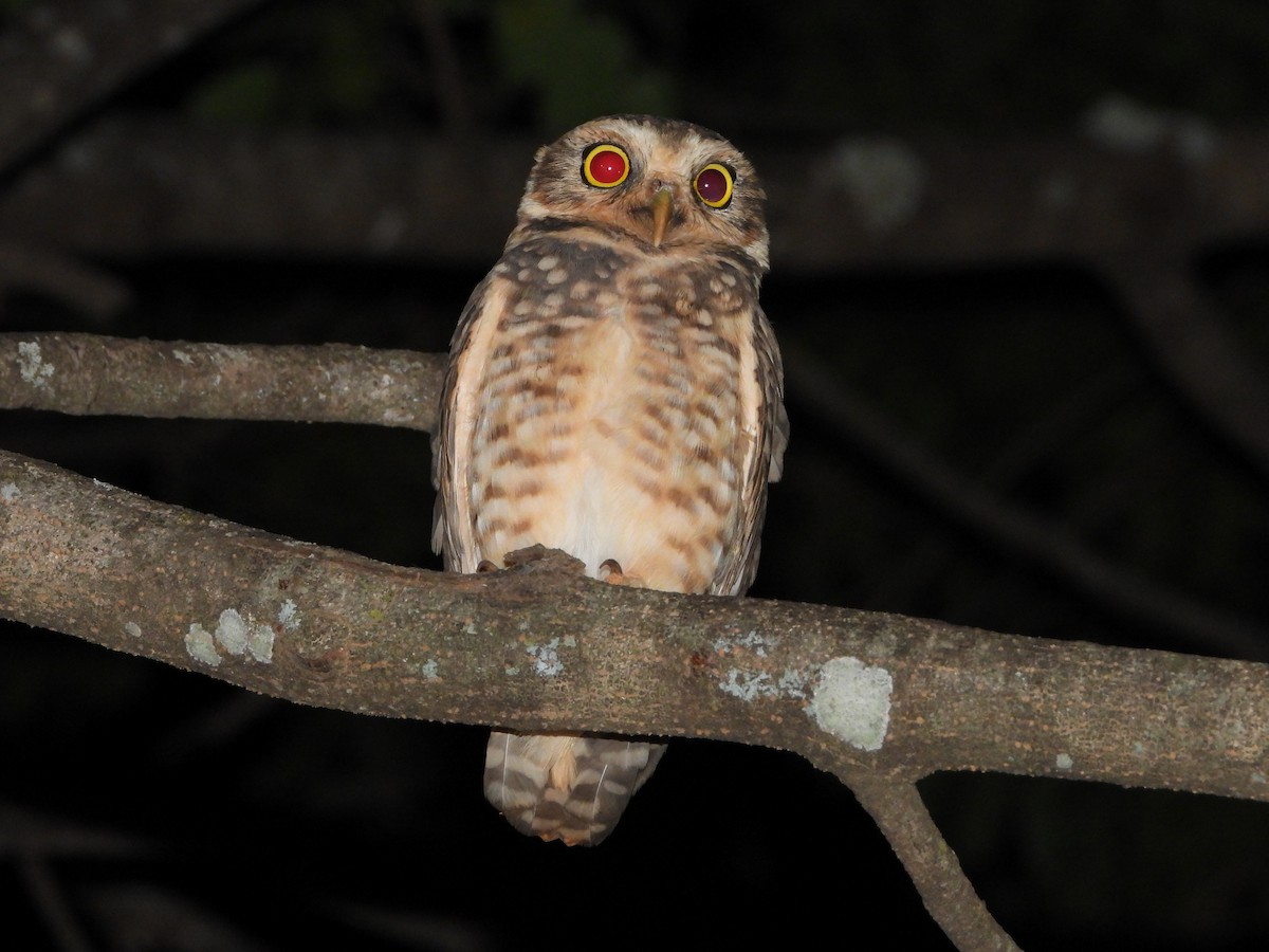 Burrowing Owl - ML643406919