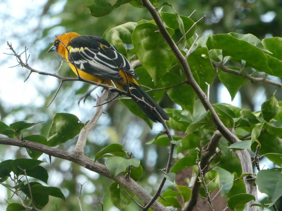 Altamira Oriole - ML643406927