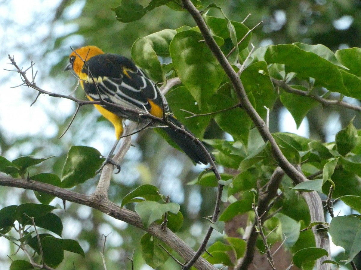 Altamira Oriole - ML643406928