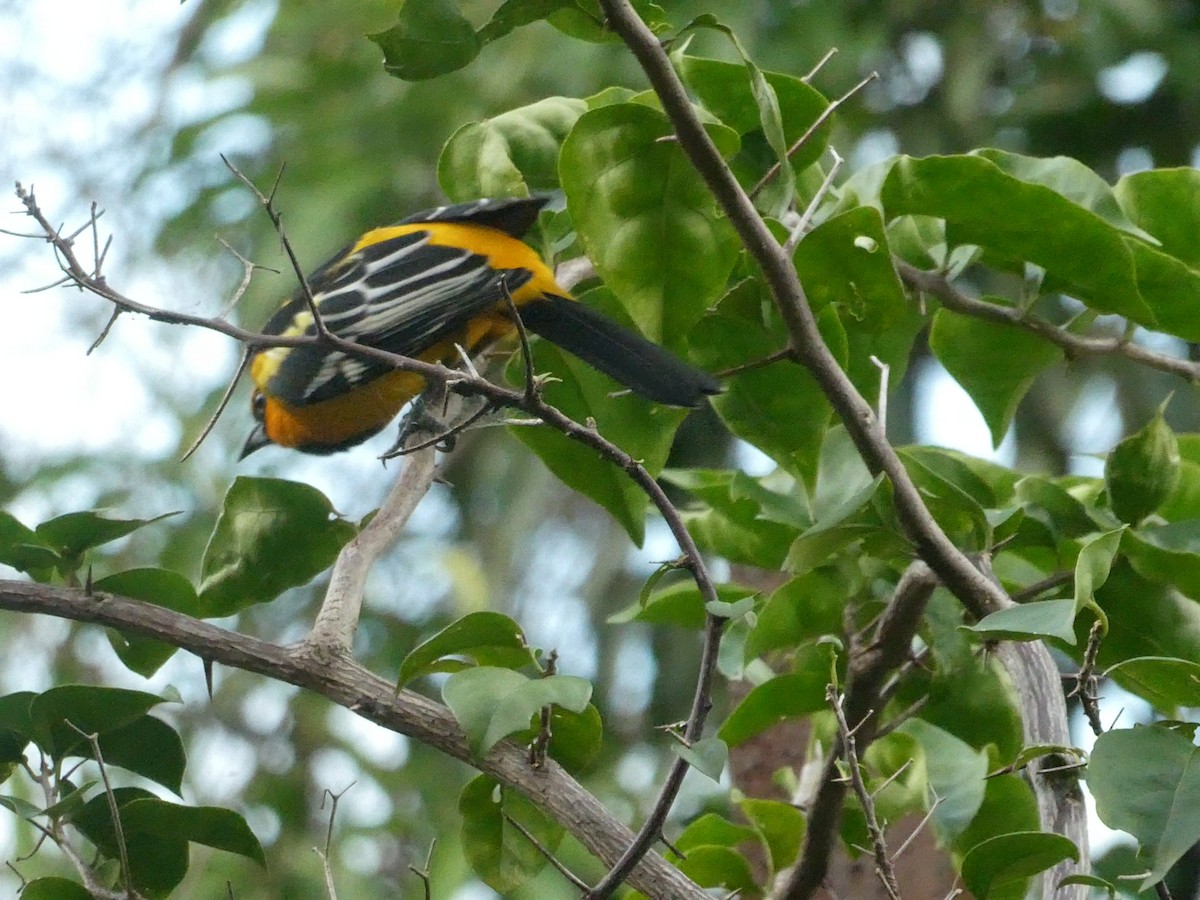 Altamira Oriole - ML643406929
