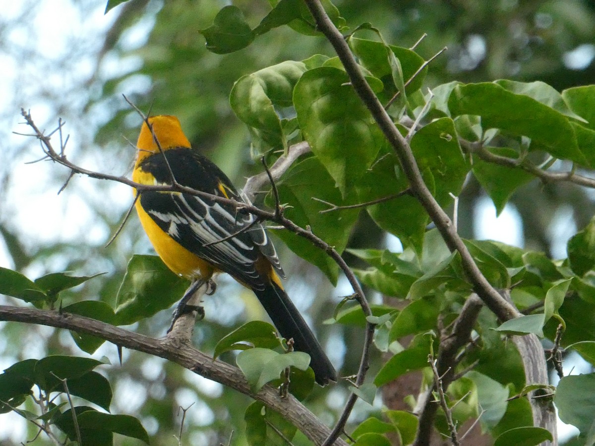 Altamira Oriole - ML643406930