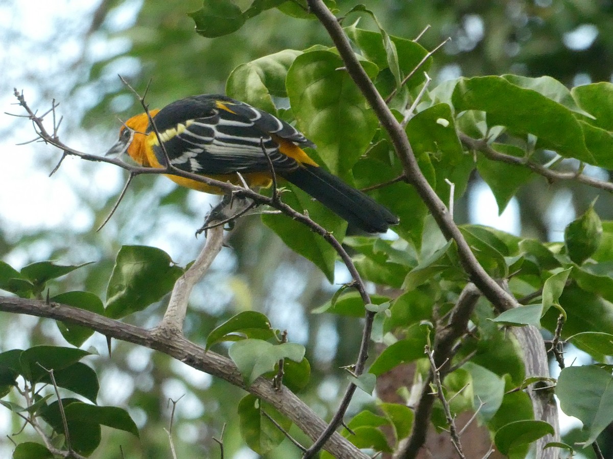Altamira Oriole - ML643406931