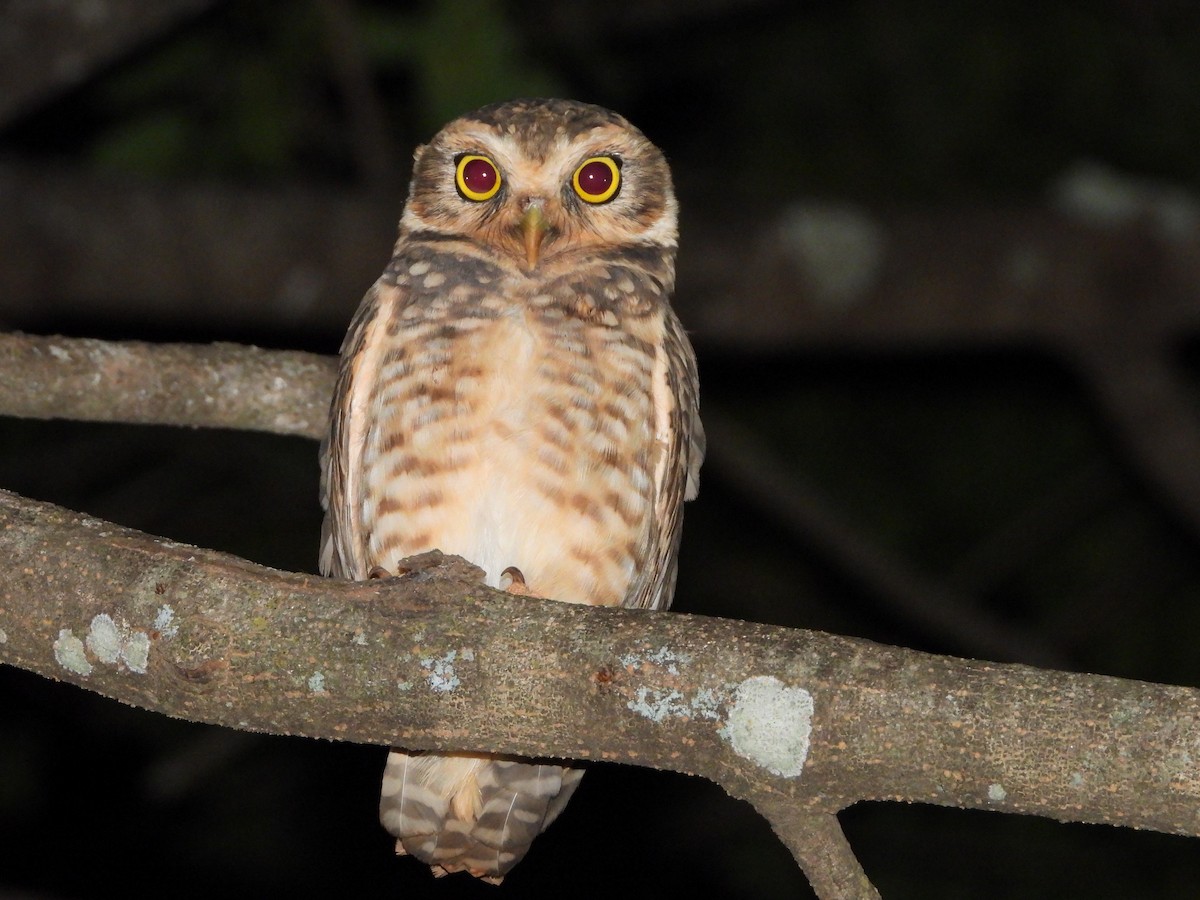 Burrowing Owl - ML643406939