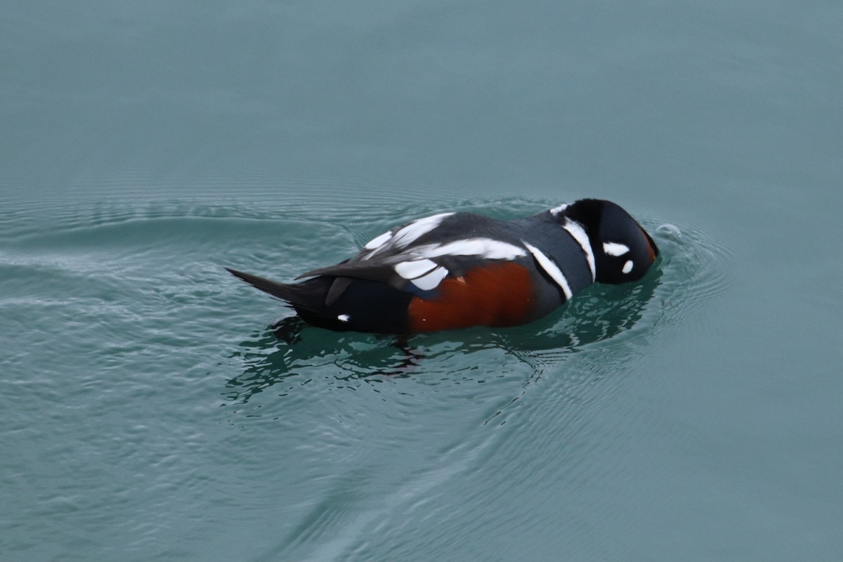 Harlequin Duck - ML643406959