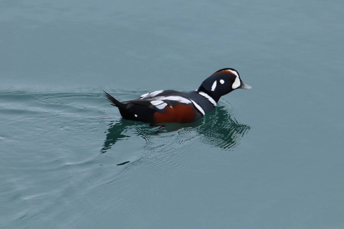 Harlequin Duck - ML643406960