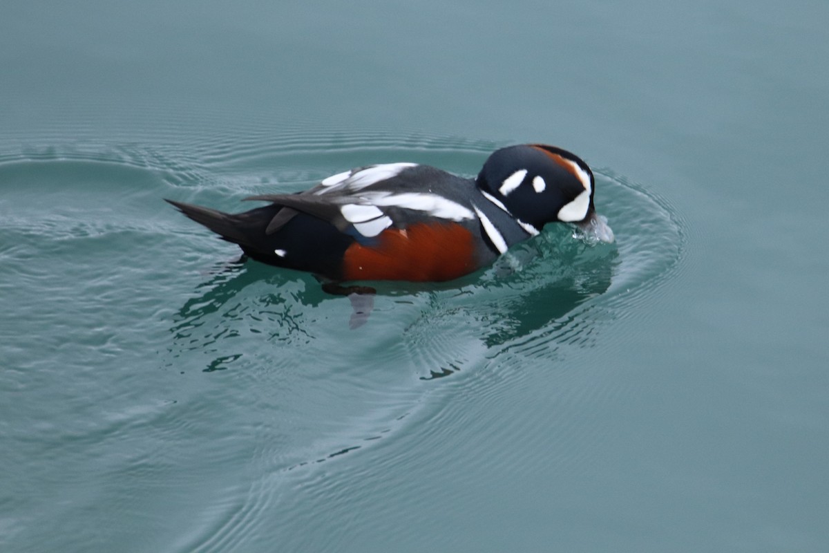 Harlequin Duck - ML643406961