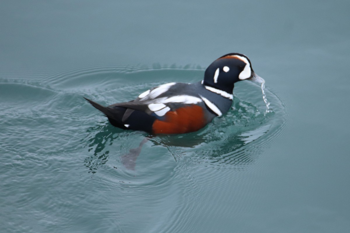 Harlequin Duck - ML643406962