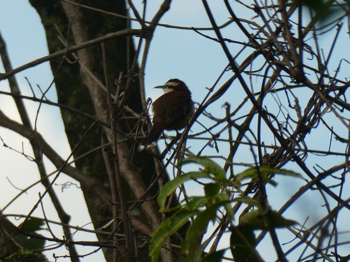 Rufous-backed Wren - ML643406969