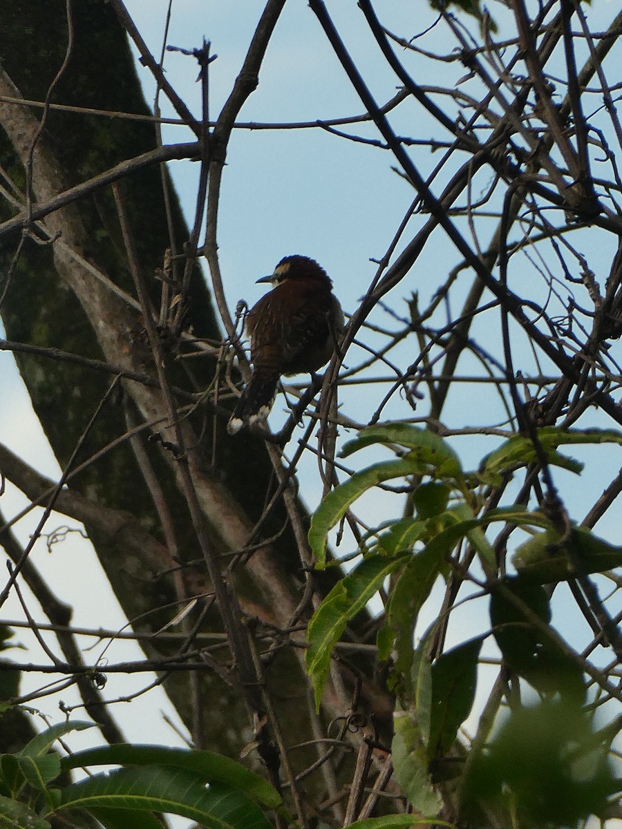 Rufous-backed Wren - ML643406970