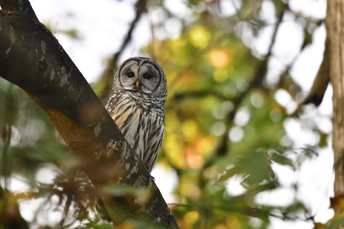 Barred Owl - ML643406972