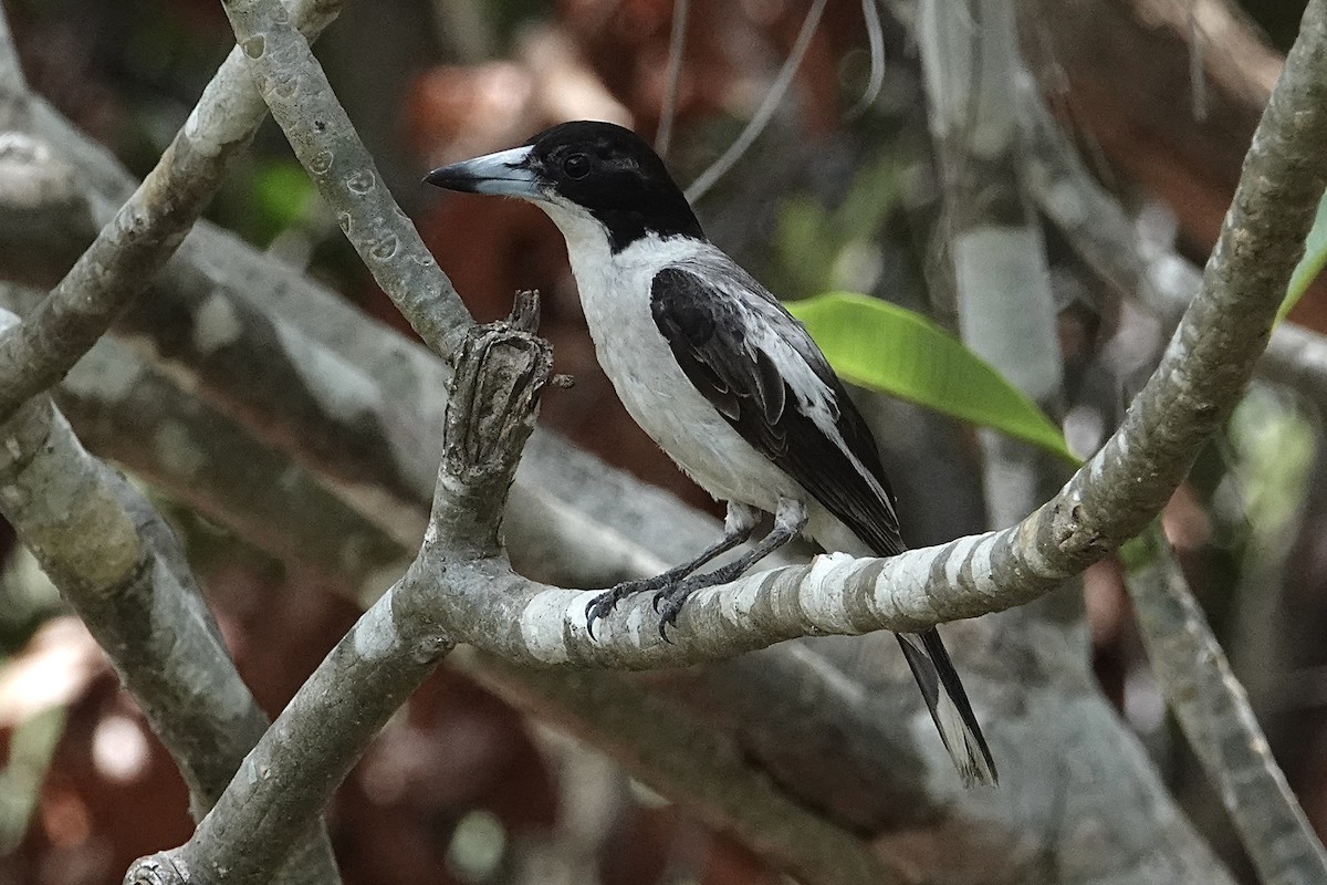 Silver-backed Butcherbird - ML643406979