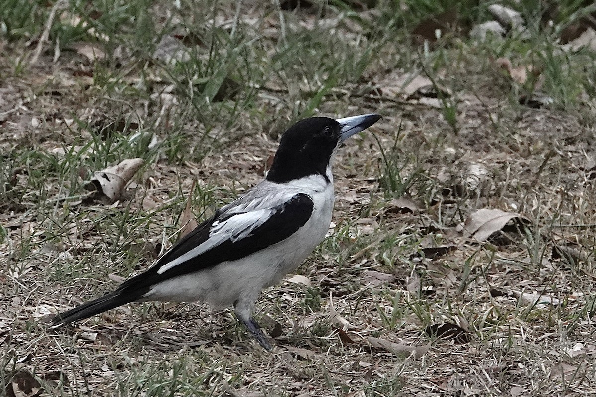 Silver-backed Butcherbird - ML643406980