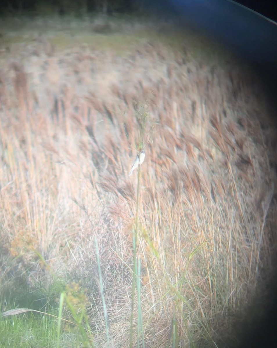 Ibera Seedeater - ML643406995