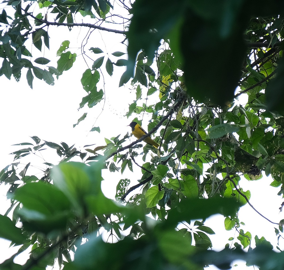 Black-hooded Oriole - ML643407020