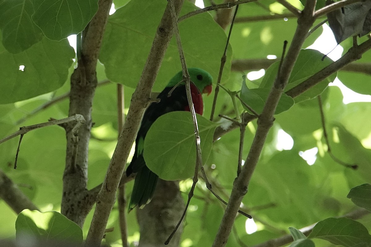 Red-winged Parrot - ML643407031