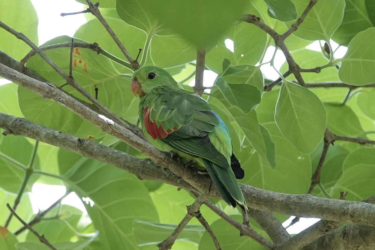Red-winged Parrot - ML643407032