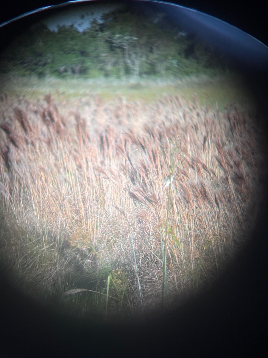 Ibera Seedeater - ML643407037