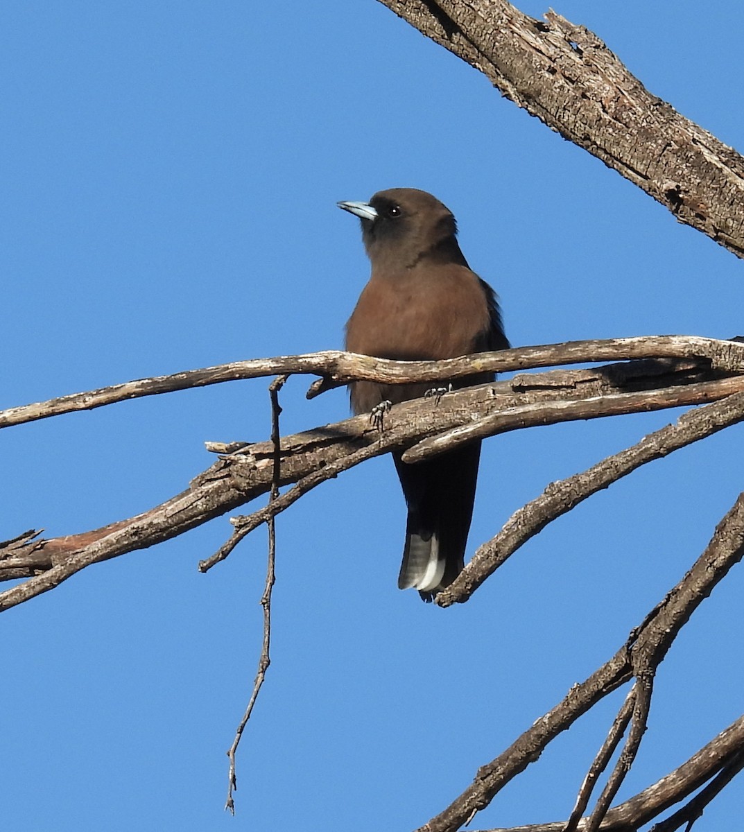 Little Woodswallow - ML643407041