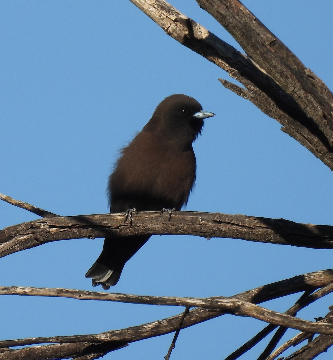 Little Woodswallow - ML643407048