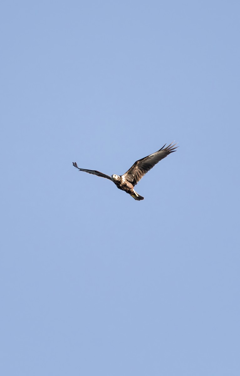 Eastern Marsh Harrier - ML643407052