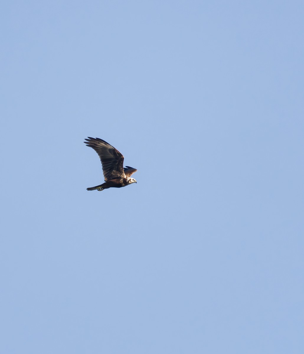 Eastern Marsh Harrier - ML643407053