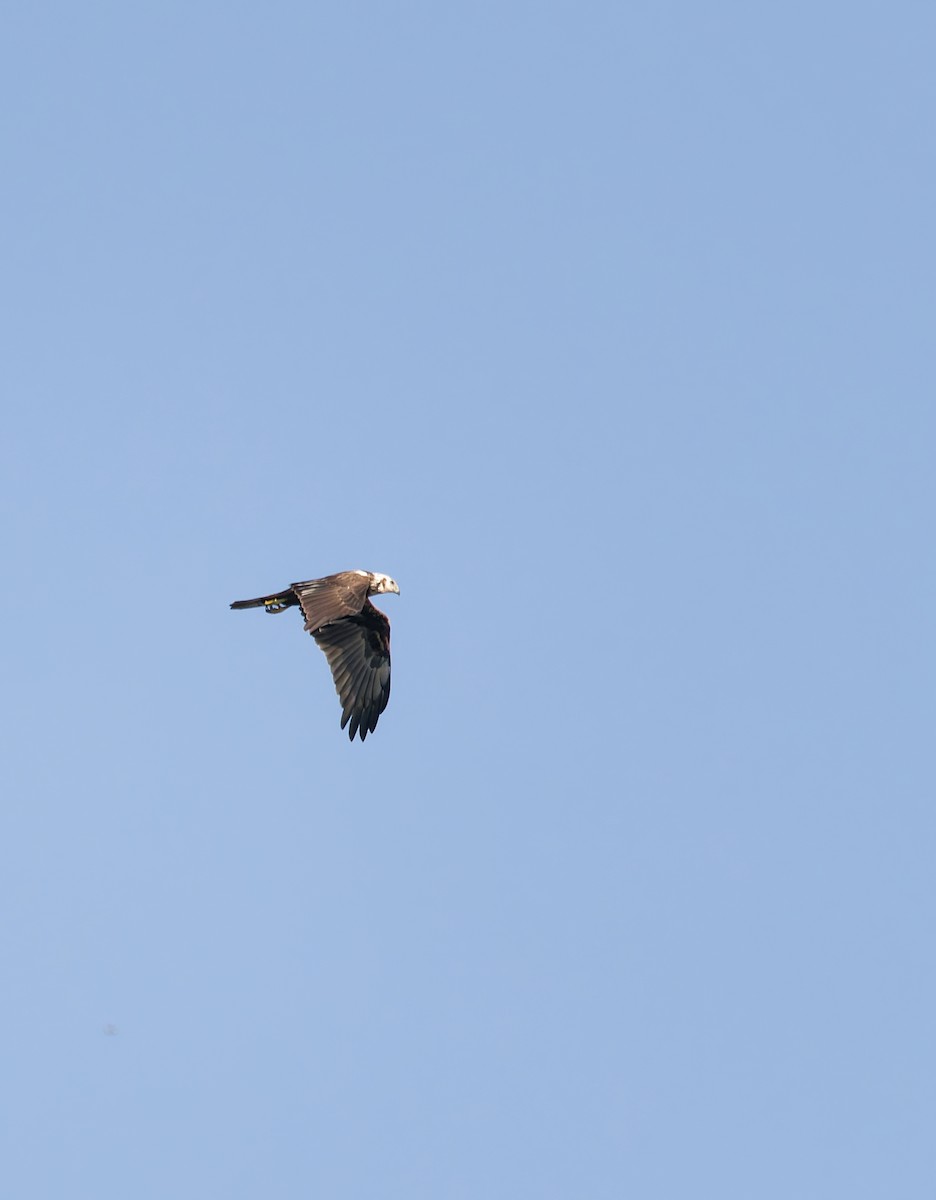 Eastern Marsh Harrier - ML643407054