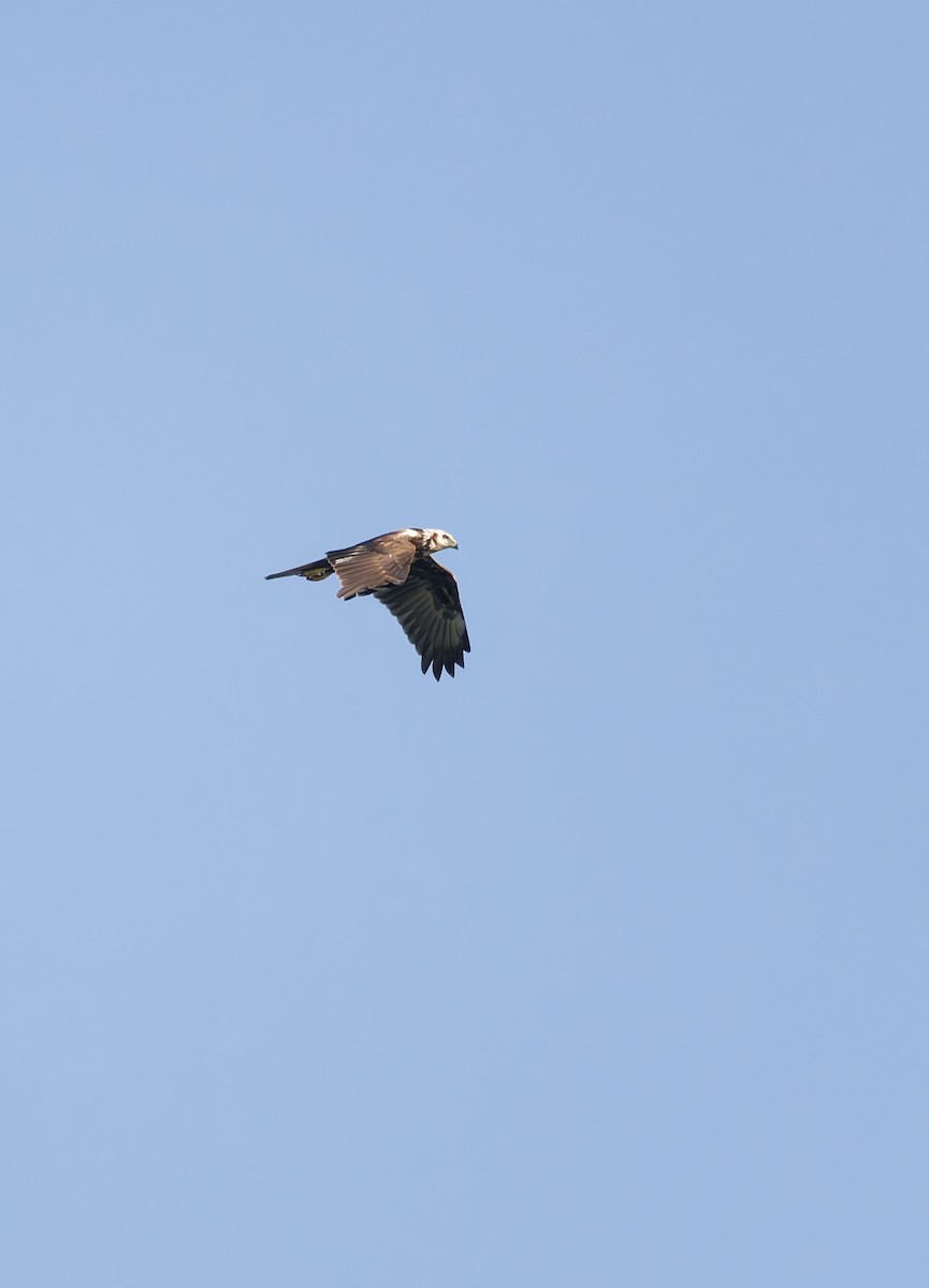 Eastern Marsh Harrier - ML643407055