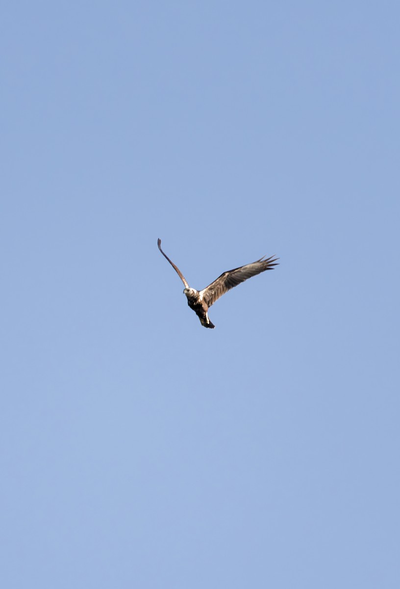 Eastern Marsh Harrier - ML643407056