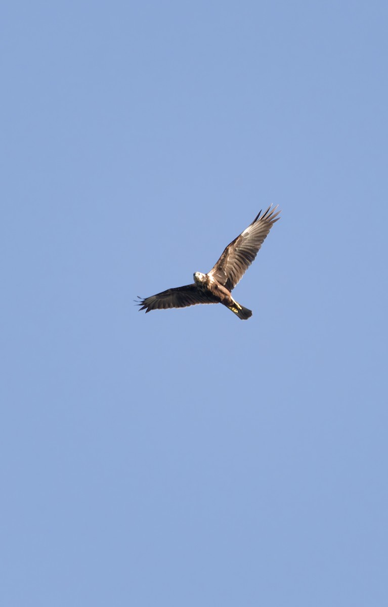 Eastern Marsh Harrier - ML643407057