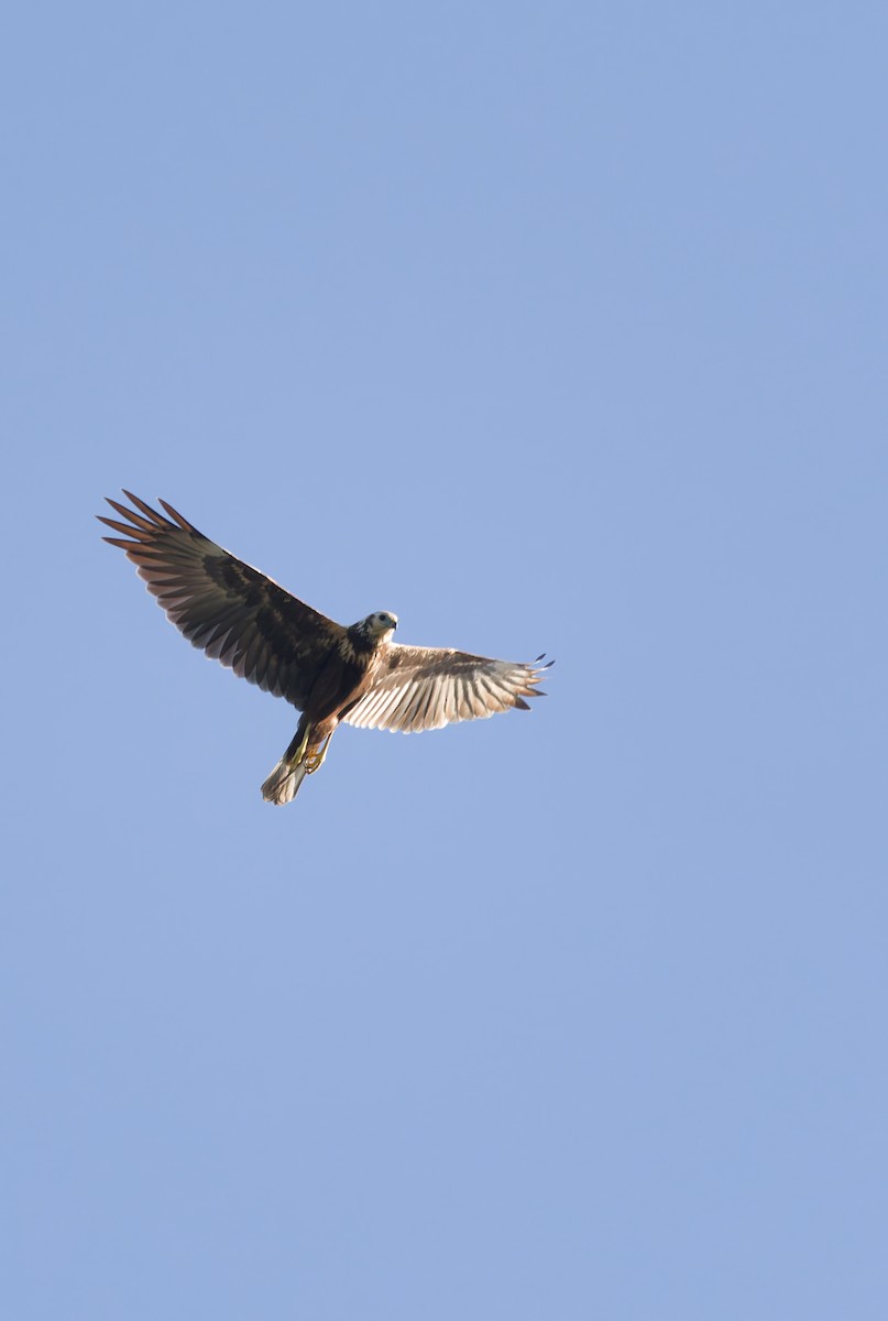 Eastern Marsh Harrier - ML643407058