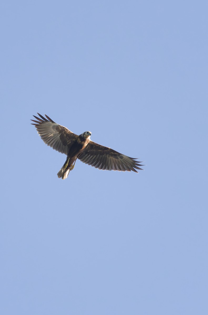 Eastern Marsh Harrier - ML643407059