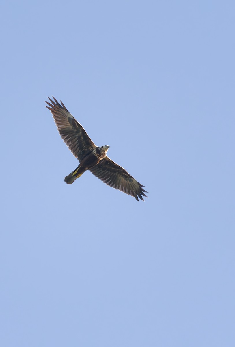 Eastern Marsh Harrier - ML643407060