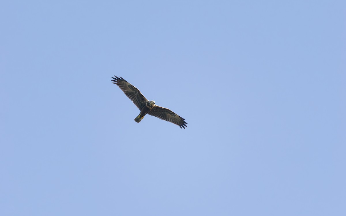 Eastern Marsh Harrier - ML643407061