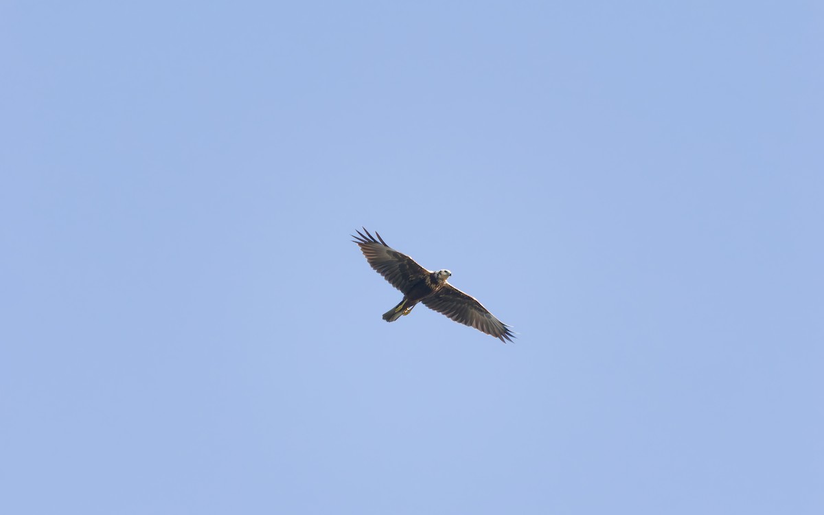 Eastern Marsh Harrier - ML643407062