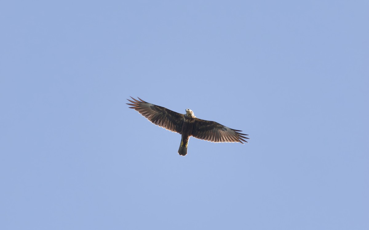 Eastern Marsh Harrier - ML643407063