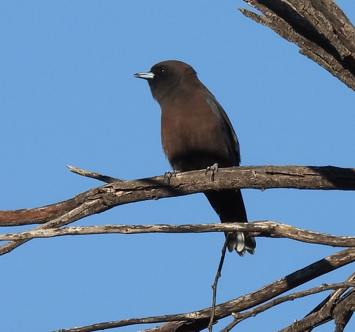 Little Woodswallow - ML643407066