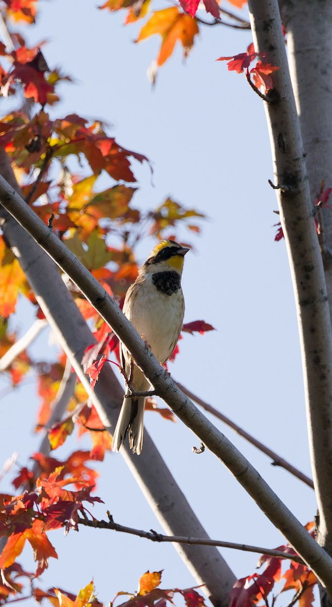 Yellow-throated Bunting - ML643407087