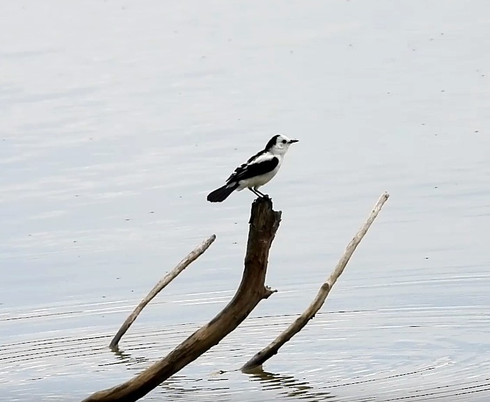 Pied Water-Tyrant - ML643407124