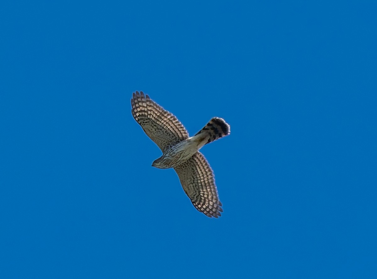 Aerospiza, Tachyspiza, Accipiter ou Astur sp. - ML643407126