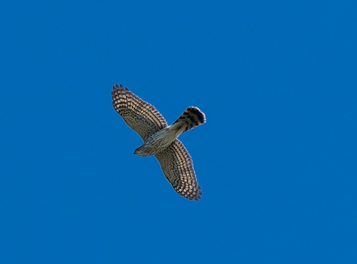 Aerospiza, Tachyspiza, Accipiter ou Astur sp. - ML643407127