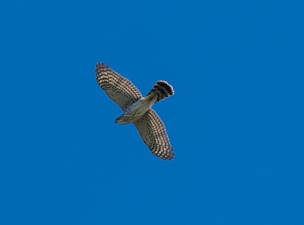 Aerospiza, Tachyspiza, Accipiter ou Astur sp. - ML643407128