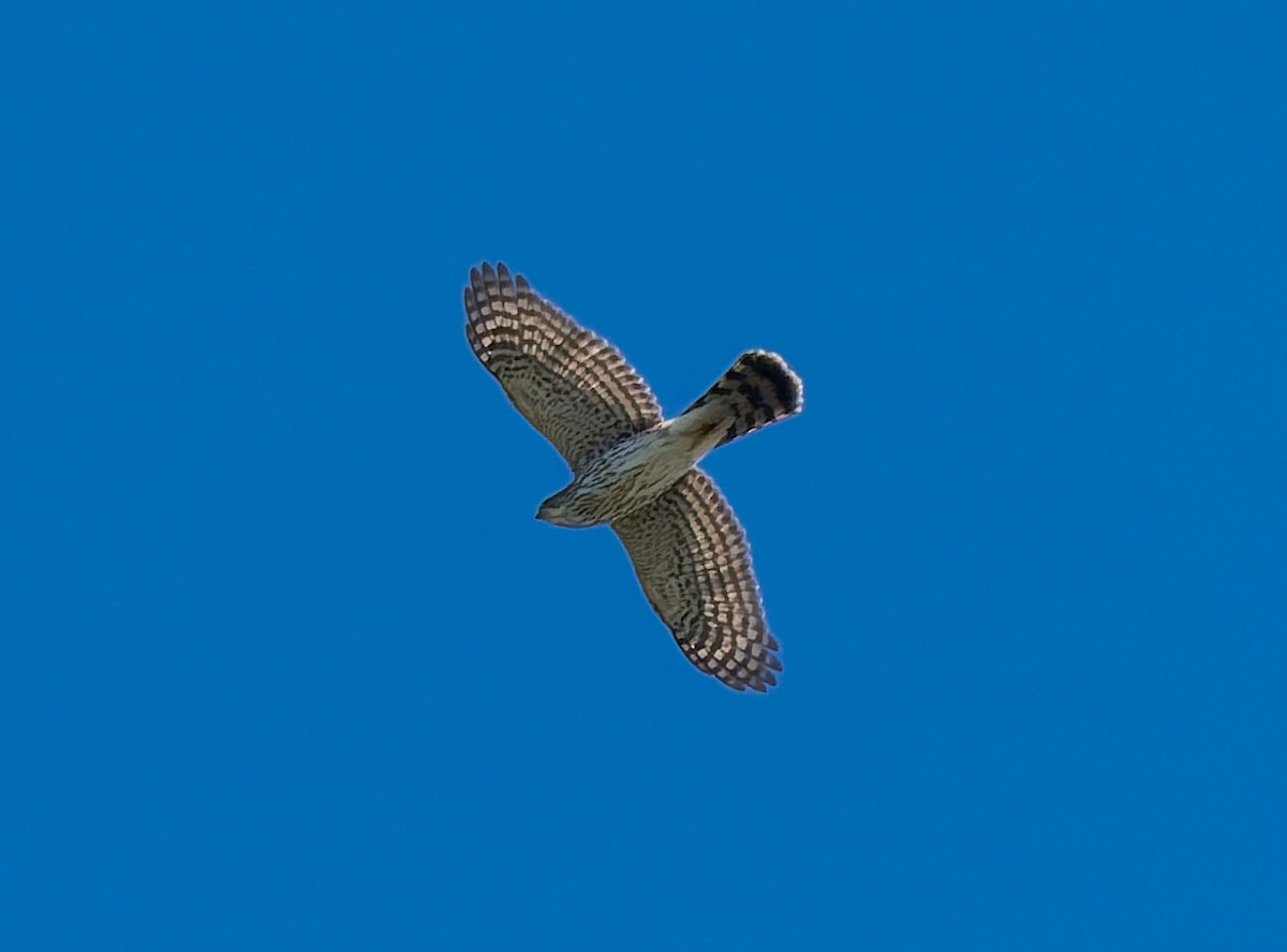 Aerospiza, Tachyspiza, Accipiter ou Astur sp. - ML643407129