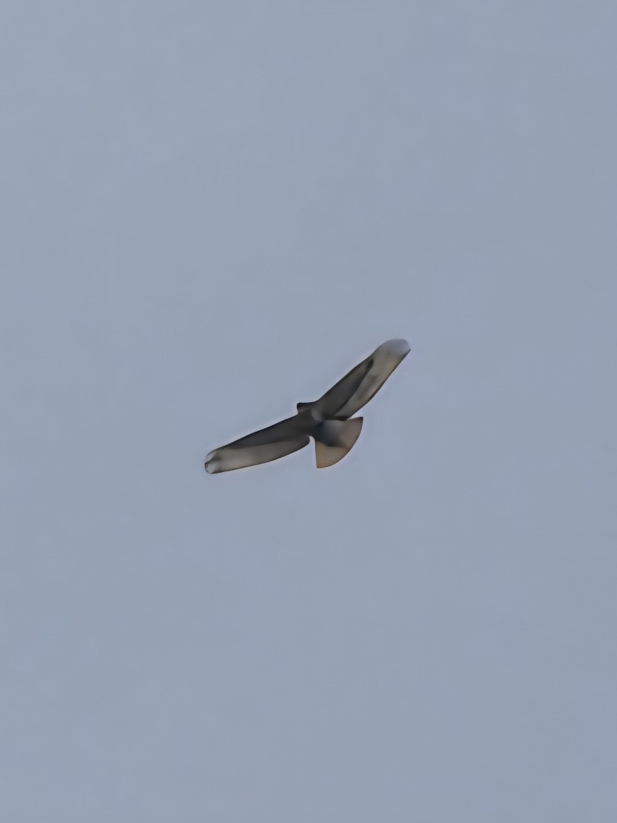 Red-tailed Hawk - ML643407134