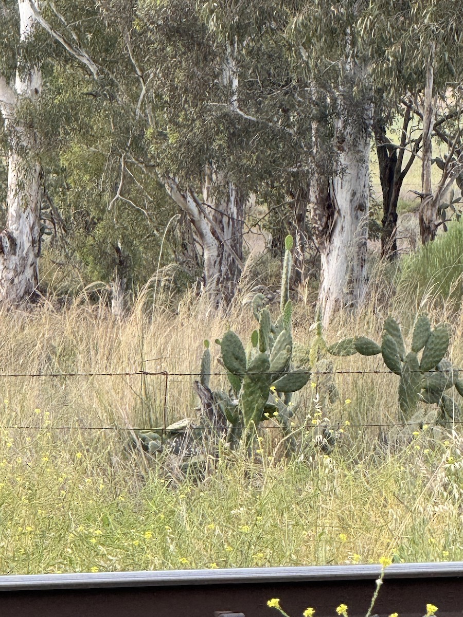 Podargo Australiano - ML643407140