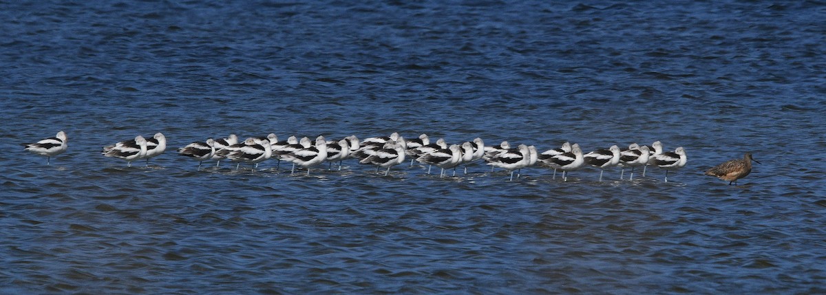 Avocette d'Amérique - ML643407141