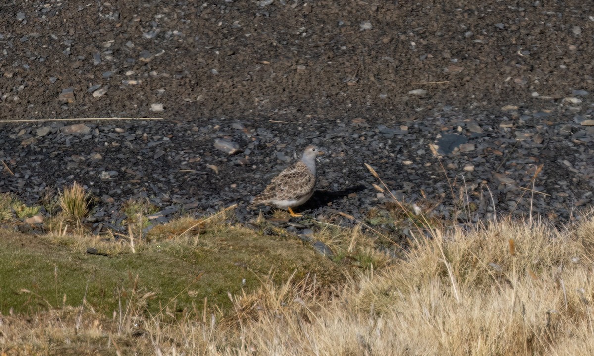 Gray-breasted Seedsnipe - ML643407154